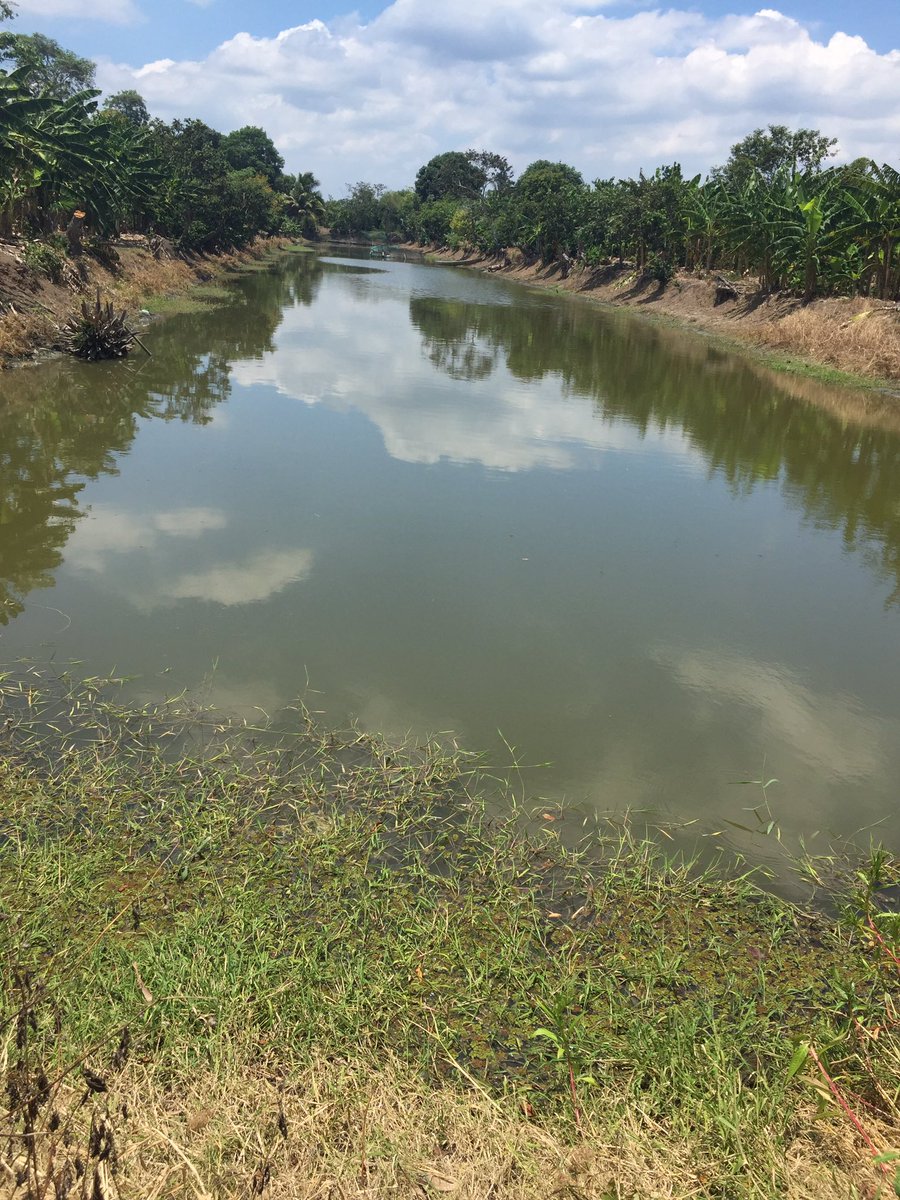 ayita_castillo's tweet image. En los camellones chontales de #Tucta #Nacajuca #Tabasco