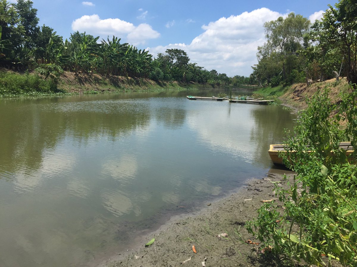 ayita_castillo's tweet image. En los camellones chontales de #Tucta #Nacajuca #Tabasco