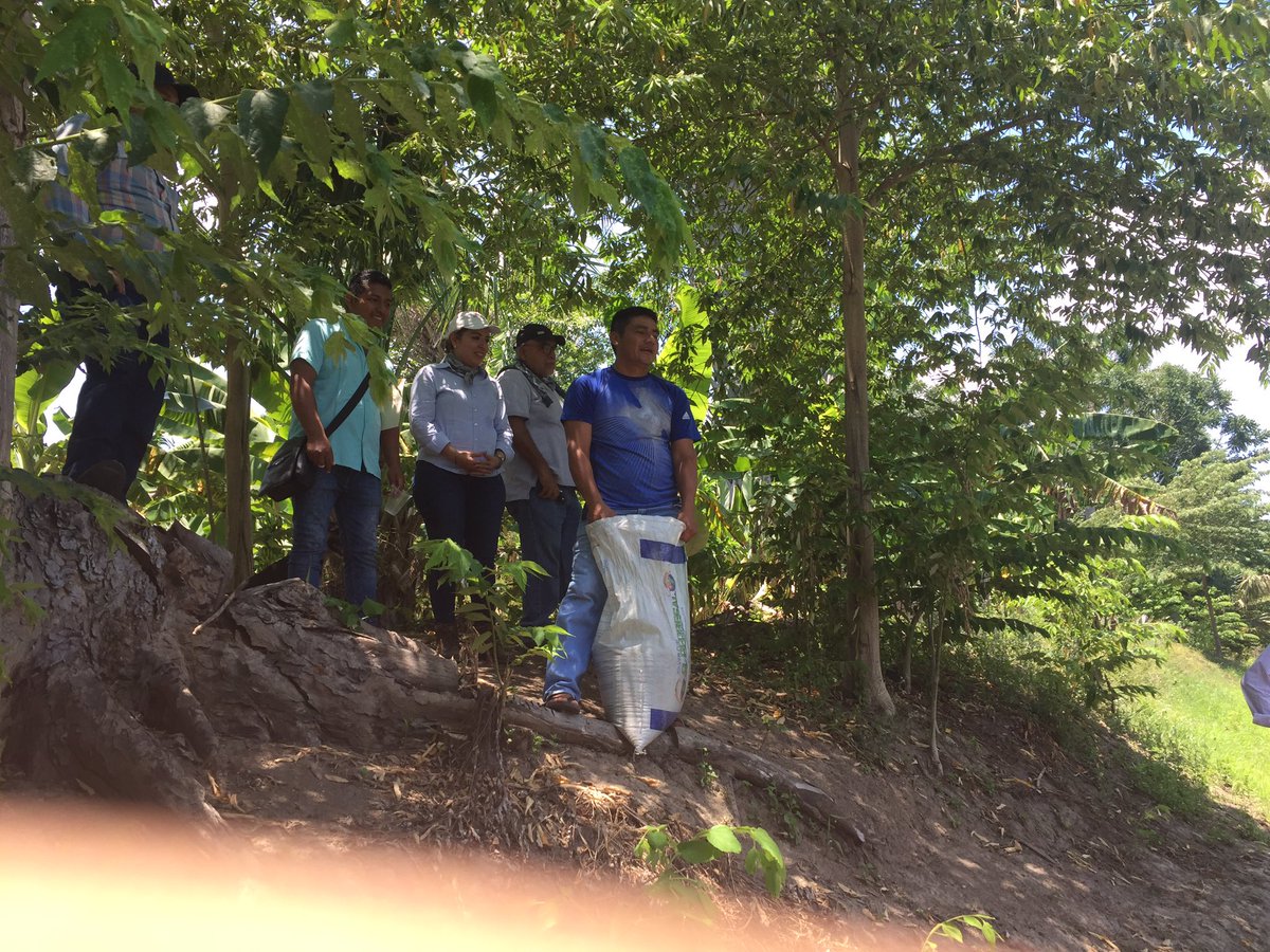 ayita_castillo's tweet image. En los camellones chontales de #Tucta #Nacajuca #Tabasco