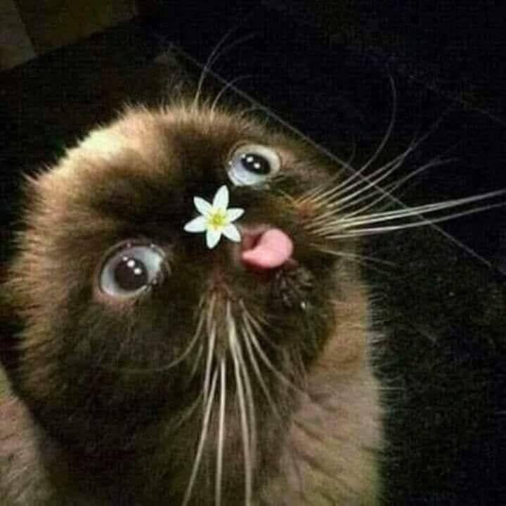 littlefreakcele's tweet photo. x: que estará haciendo harry con todas esas flores??? 
harry: https://t.co/7dd4dvdv4S