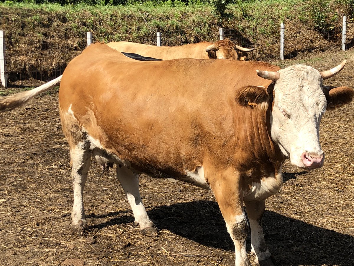 JCCapel's tweet image. ¿Cuál es la mejor carne roja del mundo? Trece razas bovinas se disponen a competir en Galicia cerca de Finisterre. Claves del proyecto “Fisterra Bovine World” que concluirá en enero de 2020. @ElViajero_Pais elpais.com/elpais/2019/08…