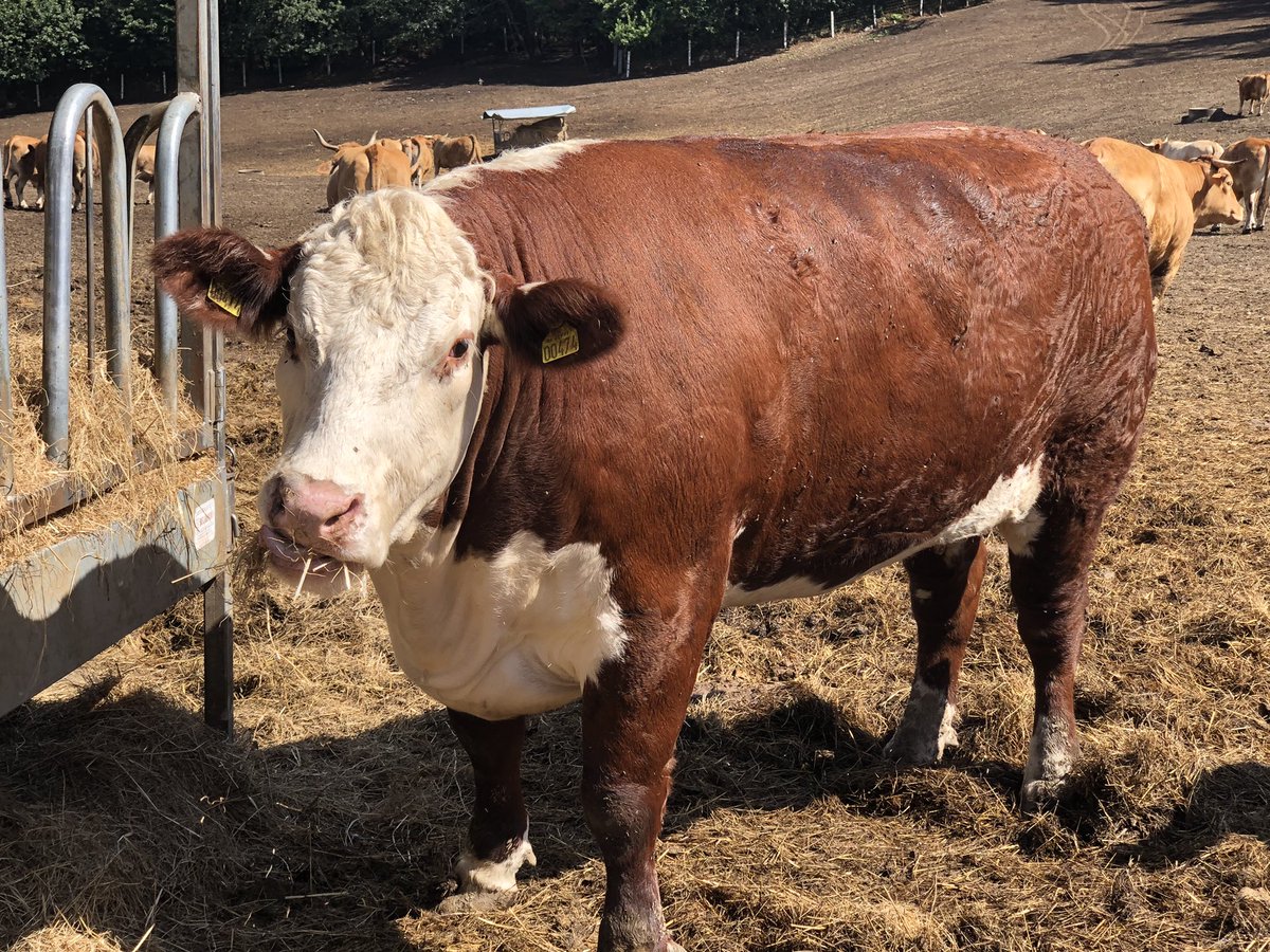 JCCapel's tweet image. ¿Cuál es la mejor carne roja del mundo? Trece razas bovinas se disponen a competir en Galicia cerca de Finisterre. Claves del proyecto “Fisterra Bovine World” que concluirá en enero de 2020. @ElViajero_Pais elpais.com/elpais/2019/08…