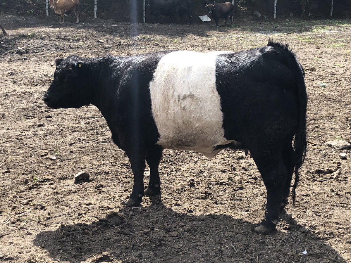 JCCapel's tweet image. ¿Cuál es la mejor carne roja del mundo? Trece razas bovinas se disponen a competir en Galicia cerca de Finisterre. Claves del proyecto “Fisterra Bovine World” que concluirá en enero de 2020. @ElViajero_Pais elpais.com/elpais/2019/08…