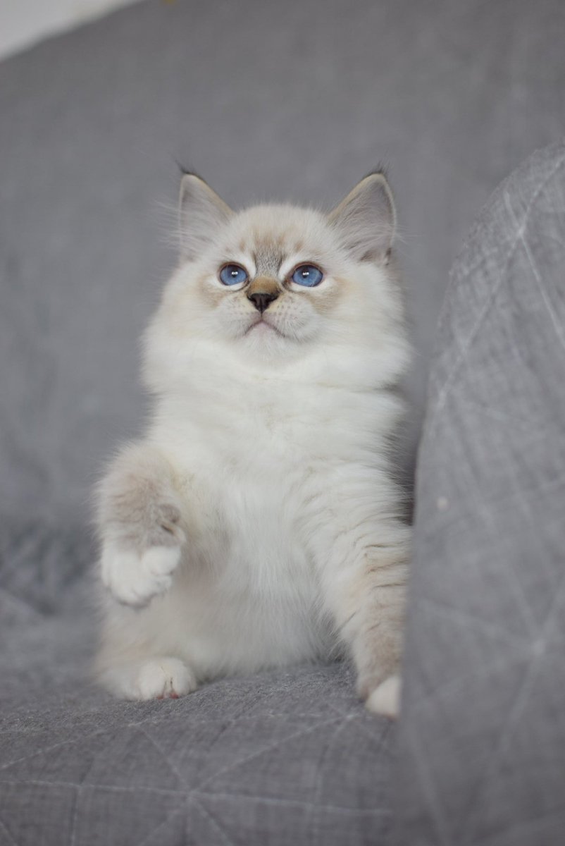 BornToBeMineRAG's tweet photo. Lovely boy 2 months old
#ragdoll #cattery #kitten #catforsale #cat #mitted #seal #tabby #lynx https://t.co/pExioiYD2N