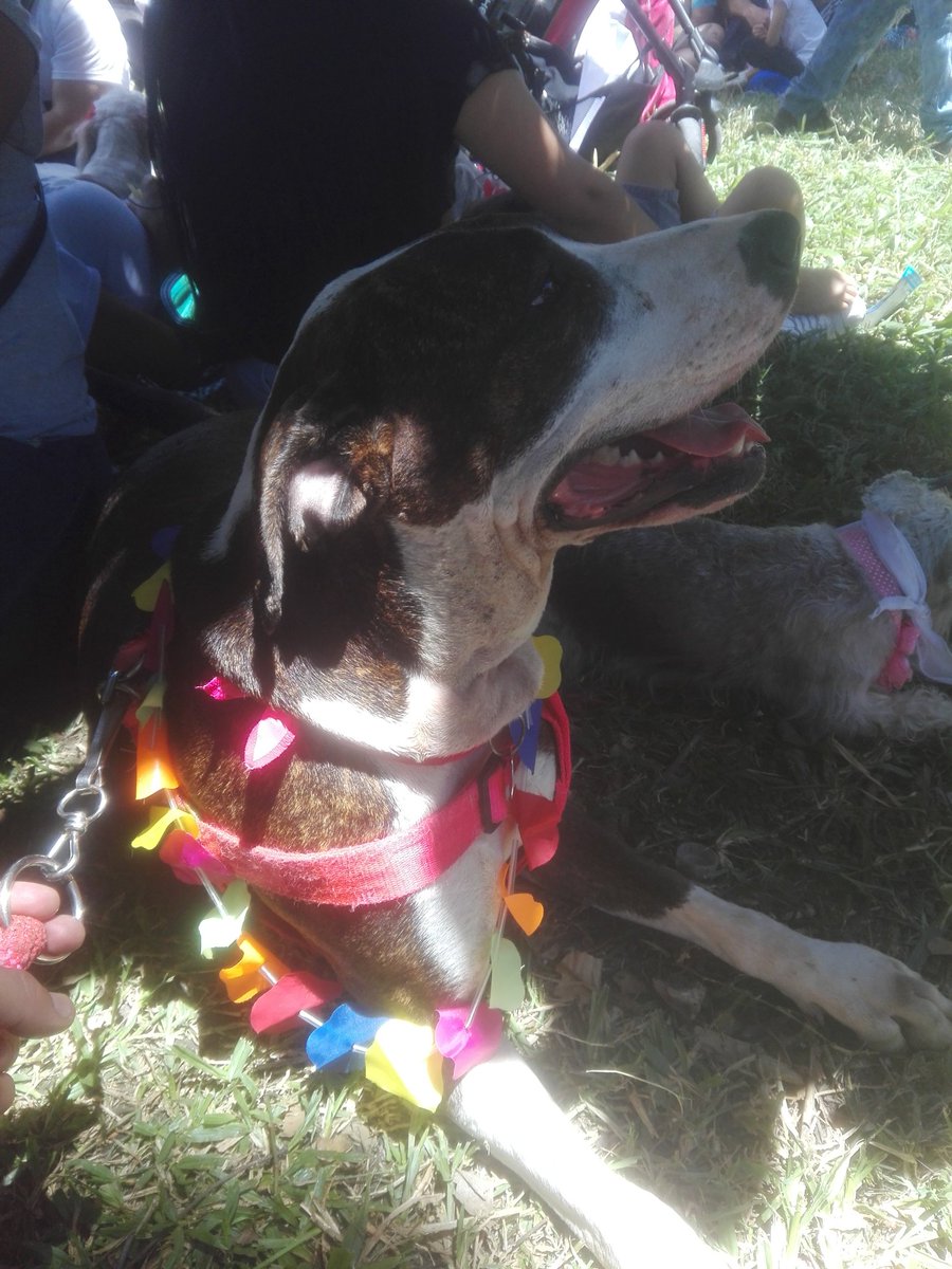 charol51050's tweet photo. #CaminataCanina2019 #FeriaDeLasFlores #feriadelasflores2019 #Tierragro #SashaGallego #SashaDog https://t.co/29WkWyvDwj