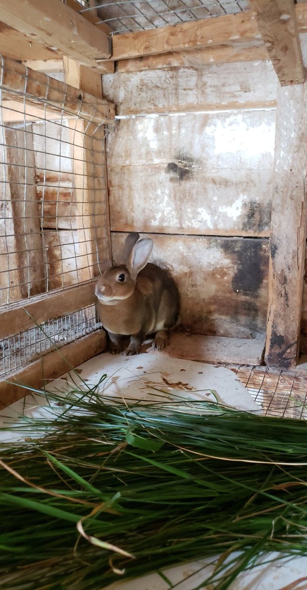 NesFarm's tweet photo. @timinbrum @SashaDistan Our new addition sends sympathy https://t.co/ut06t1EdxG