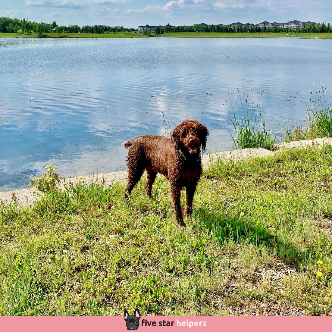 FiveStarHelper's tweet image. There was no stopping Sir Winston from getting soaked on this day. Happy Hot Days everyone! p.s. Try out our super fun and dependable Calgary dog walking services.
.
⭐⭐⭐⭐⭐ Google Reviews
🐶 Need dog sitting or dog walking?
☎ 587-439-2414
📧 hello@fivestarhelpers.com