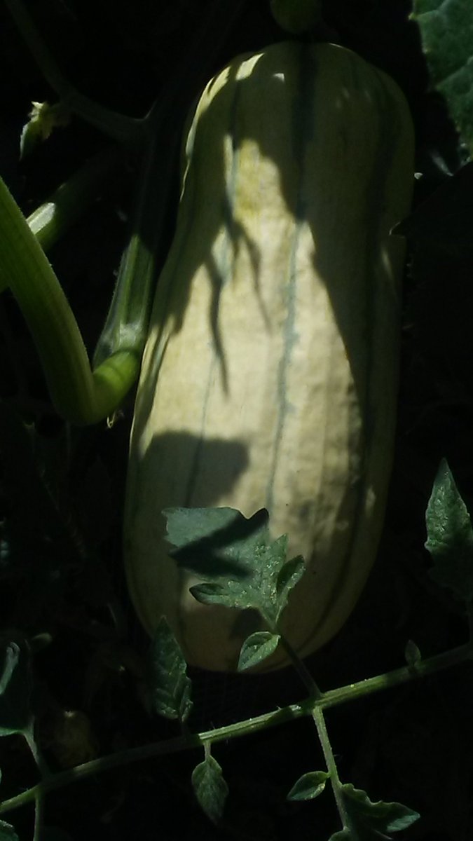 Delicata squash is a variety of winter squash with cream-coloured cylindrical fruits striped in green or orange that are cooked.  It has characteristically a delicate rind (or skin). It is also known as peanut squash, Bohemian squash, or sweet potato squash.