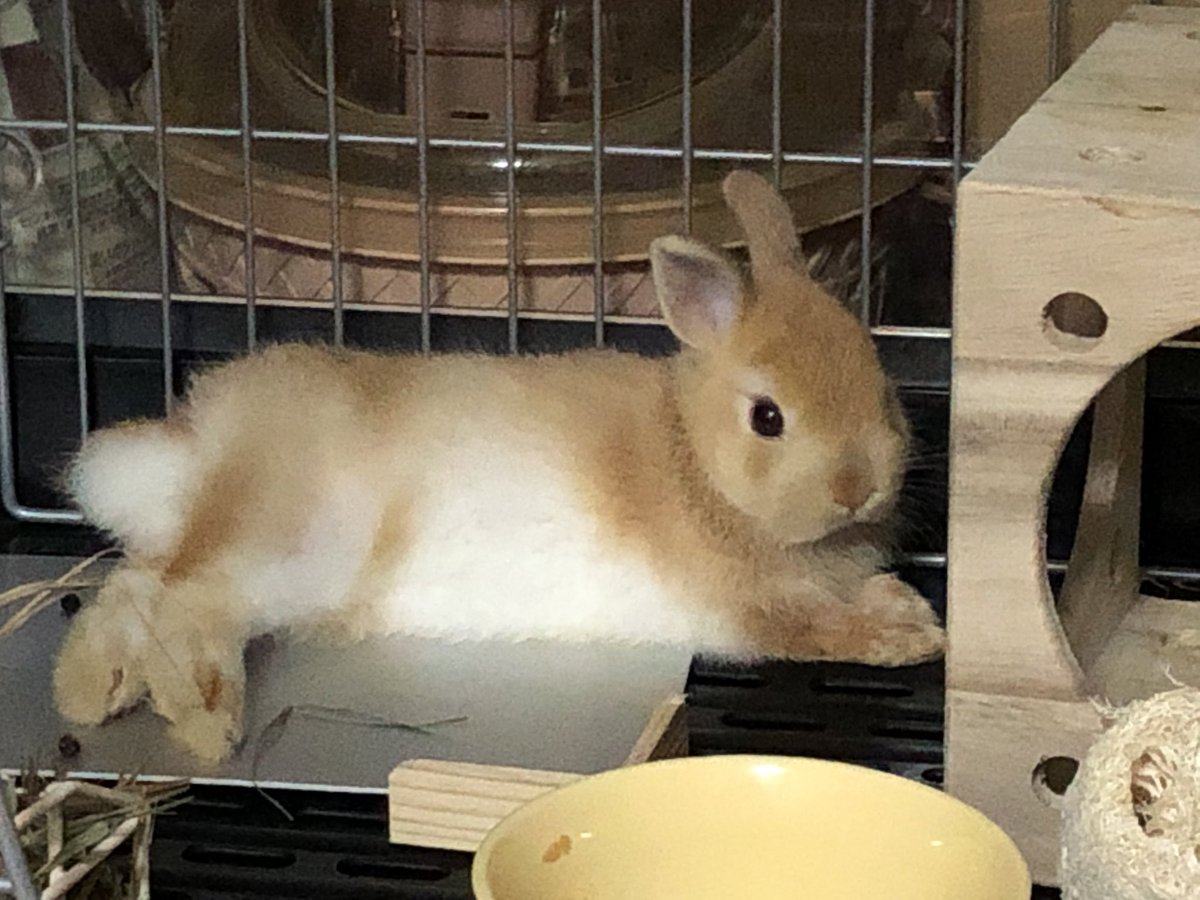 うさぎのきな粉 おはようございます お腹は真っ白でもふもふです うさぎ うさぎのいる暮らし うさぎのいる生活 うさぎ好きさんと繋がりたい きな粉