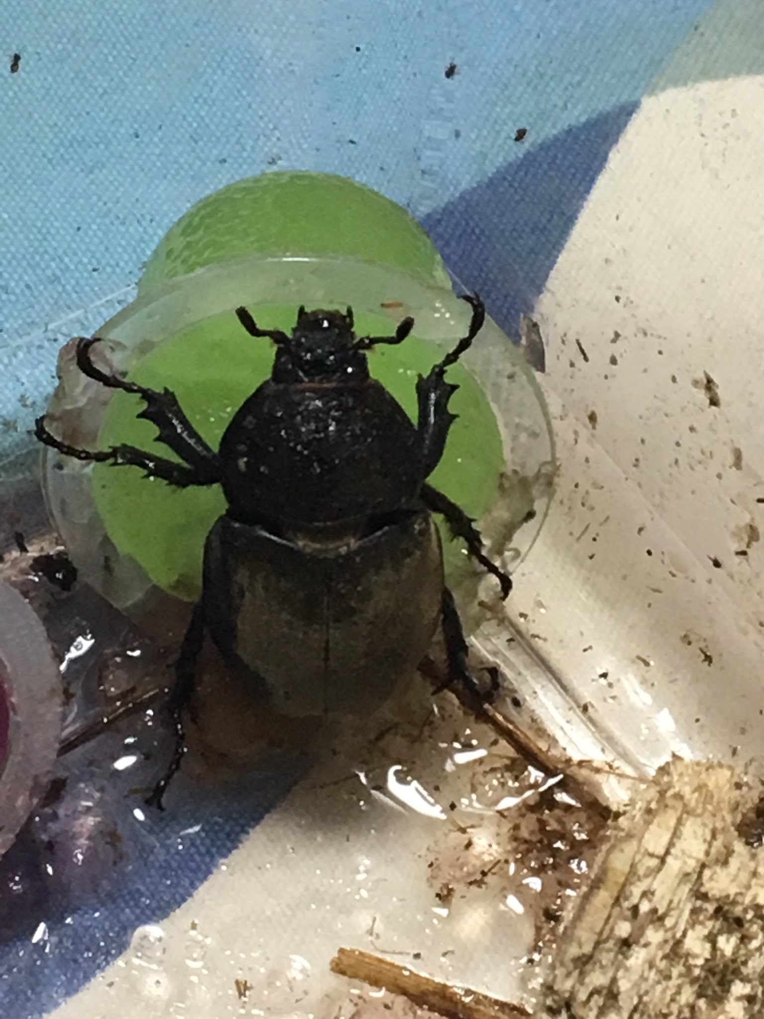 Kiki 飼ってるカブトムシ メロン味のゼリーうまー 息子の自由研究で試行錯誤 スイカ ぶどう 桃など果物を与えて何が好きか観察したかったのだけれど やってみるとなかなかうまくいかない たまたま買ってあった昆虫ゼリーが7種類の味があったので Kiki 飼ってるカブトムシ メロン味のゼリーうまー 息子の自由研究で試行錯誤 スイカ ぶどう 桃など果物を与えて何が好きか観察したかったのだけれど やってみるとなかなかうまくいかない たまたま買ってあった昆虫ゼリーが7種類の味があったので