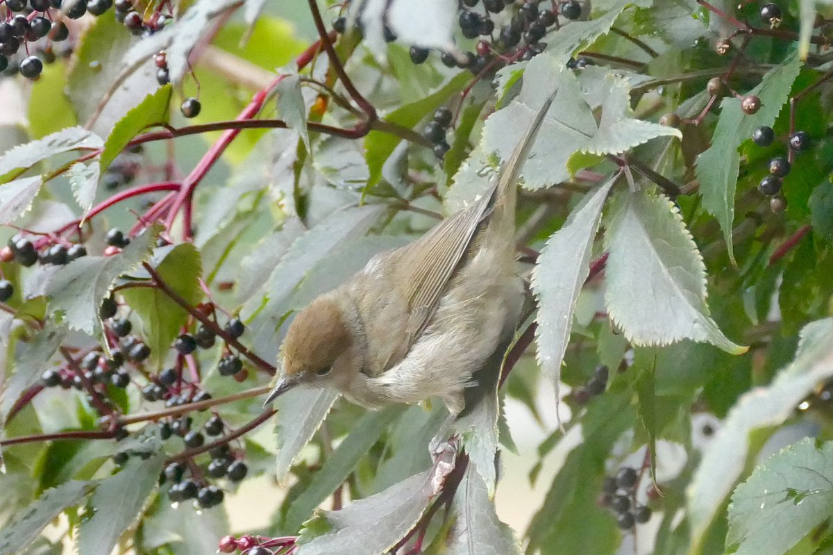 Blackcap - Mönchsgrasmücke im Garten

#Blackcap  #Mönchsgrasmücke