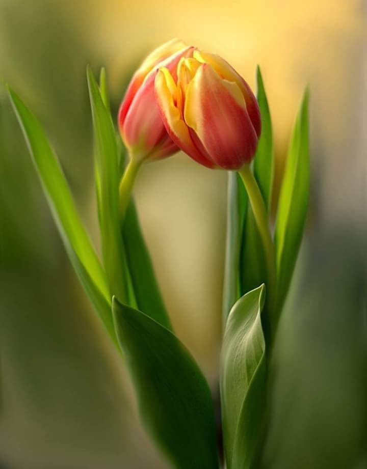 s_msonia's tweet photo. @PMallagray @marilsatinello @montse131958 @_Amy777 @EstherBenito9 @lolly_s10 @Inmagaru43 @maricarmengar15 Buenas Tardes #MagicPilar
& Cia πββοΈπ§‘π Disfrutar del Domingo π Abrazooo ππ
#FelizTarde https://t.co/U3LsU1cOy6