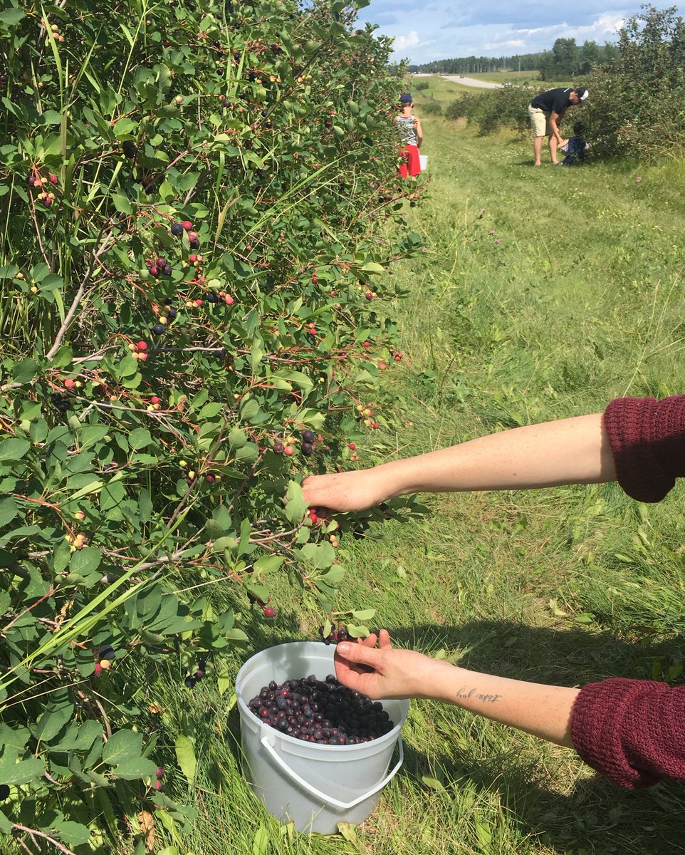 CulinaireMag's tweet photo. This long weekend is the perfect time to get your family out picking some perfect produce together! #upick #saskatoons #strawberries #albertaontheplate #explorealberta #alberta #supportlocal #abplate https://t.co/YQ7p5RLtf6