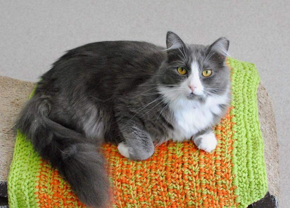 Good Mews tweet media