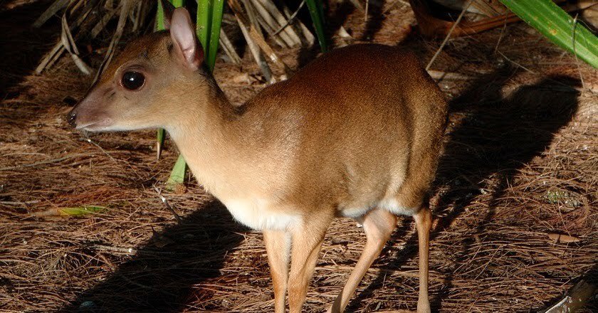 XposeTrophyHunt's tweet photo. This elderly man is spending his time, and a lot of $$ to kill and collect the tiny 10. Made up of the steenbok, and other pretty, little creatures like the Suni and Dik Dik. POS🤬
@Protect_Wldlife @PeterEgan6 @_AnimalAdvocate @Animal_Watch @ARCrusade @RobRobbEdwards @Animals1st https://t.co/2gpKjiOI57