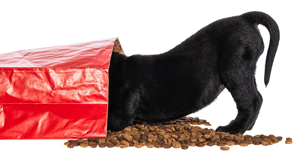 Uh, oh...looks like Fido is hungry! As a new puppy parent, how do you know what dog food you should get? No need to fret, we got four factoids for finding four-legged food for feeding faithful friend Fido! ow.ly/jrLv50vho9r