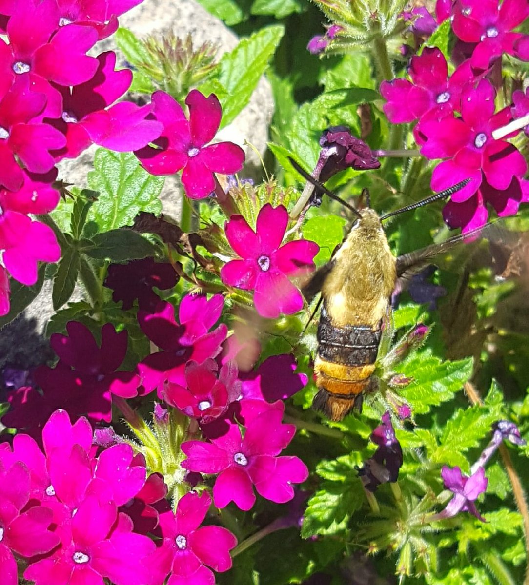 bloomingafire's tweet photo. Behold the mighty hummingbird moth! Photo credit Carol Anderson Stone (Dryden’s aunt) https://t.co/kqP7RzmLtD