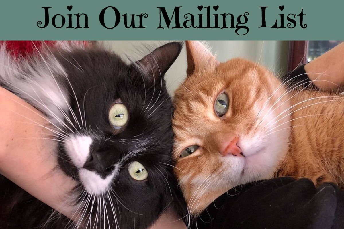 purringtonpost's tweet photo. Join our growing Cat Lovers Community and get the latest updates, specials and news delivered right to your email. Sign up today => https://t.co/hcSaBNfB8I https://t.co/z8sSVCtnpQ