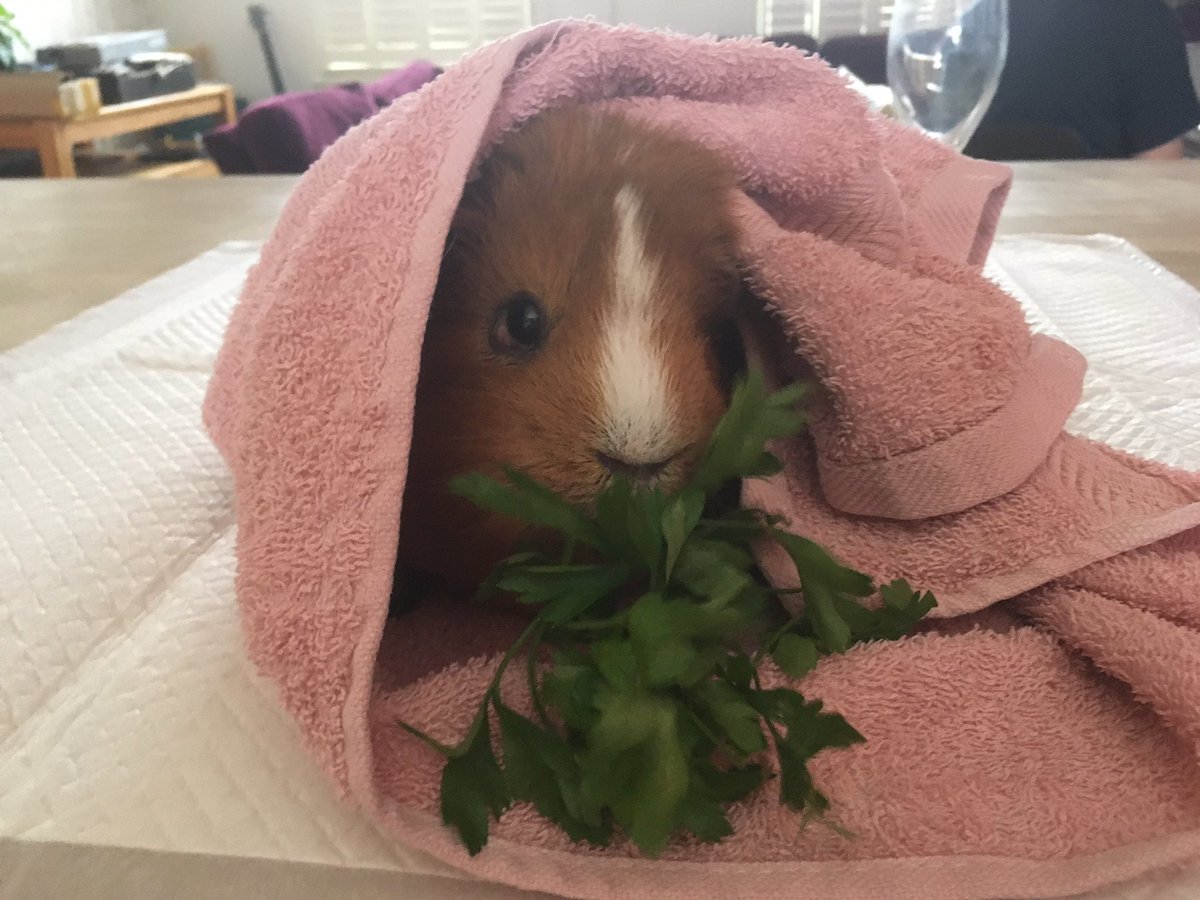 Pumpkin_Bailey's tweet photo. IT HAS BEEN A BUSY FEW WHEEKS FOR US, BUT THIS WHEEKEND MFL & FM STAYED HOME WITH ME π©πΌπΉπ¨π»βπ¦°WE HAD CUDDLES THEN A BATH (WITH PARSLEY ON THE SIDE!) THEN LOTS MORE CUDDLES AND A SNOOZE π΄ OVERALL, NOT TOO BAD! #guineapig #soggypig #extrafluffy https://t.co/TQrz5bR2jk