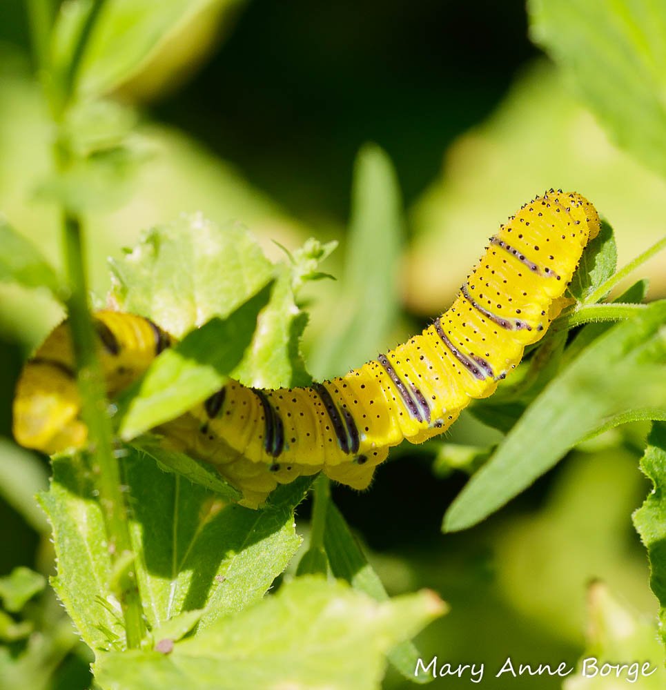 Bowmans_Hill_WP's tweet photo. This cloudless sulphur (Phoebis sennae) caterpillar was spotted during our NABA butterfly count a few weekends ago. Isn't it stunning? Photo by Mary Anne Borge #PlantNative #Bhwp https://t.co/CSd54vXGej