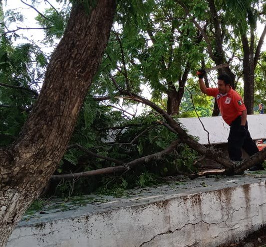 AbelAyuso_ORAM's tweet photo. PERSONAL DE @escuadronoram retira rama de árbol de aprox 6 metros en monumento a Juárez (huayapam) @MairaRicardez @retioMXOAX https://t.co/oJNr0zLpbu