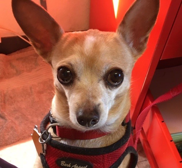 GivingPaws's tweet image. Giving Homeless Dogs A Chance doggedhope.com/2019/08/04/giv…