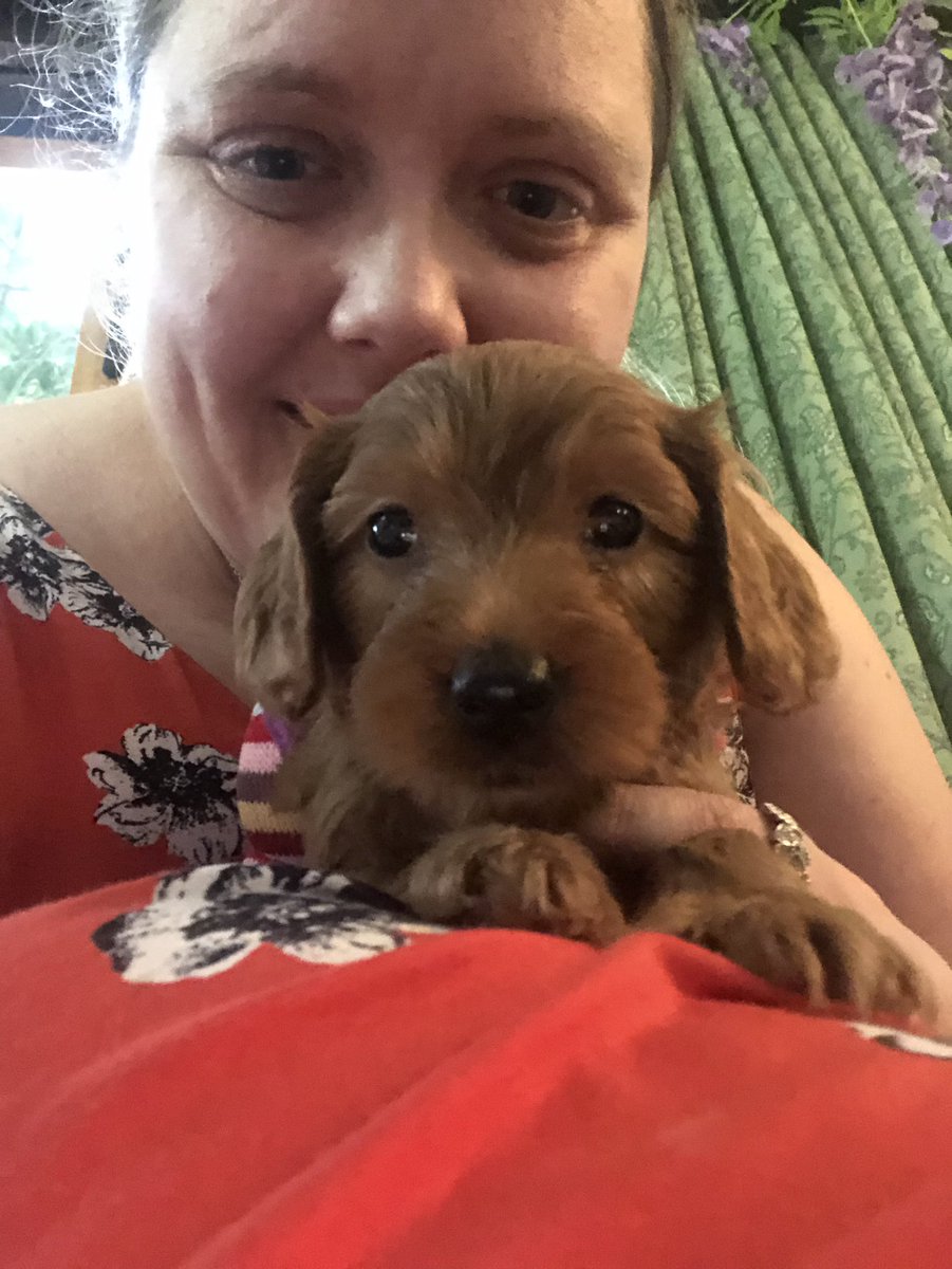 theMHwarrior's tweet photo. Here’s a photo of me and Freyja who I’m going to train to be my own #therapy #dog and I get to take her home in 12 days. I think you’ll agree she’s a cutie! I’m so in love ❤️ #puppylove #puppy #cockapoo #depression #anxiety #bipolar #mentalhealth https://t.co/rLg4cKOGBb
