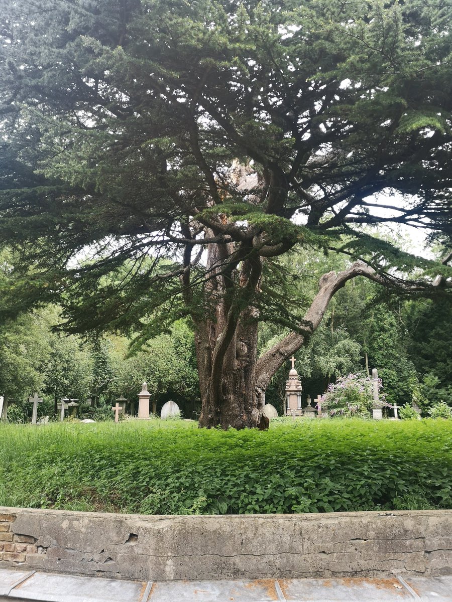 green_pandora's tweet photo. Well bid farewell to the #highgatecemetery cedar of lebanon this morning before the chop on Monday. Then did my guided tours in the afternoon. Last photos. https://t.co/dxedl77d0V