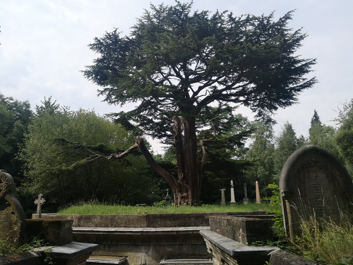 green_pandora's tweet photo. Well bid farewell to the #highgatecemetery cedar of lebanon this morning before the chop on Monday. Then did my guided tours in the afternoon. Last photos. https://t.co/dxedl77d0V