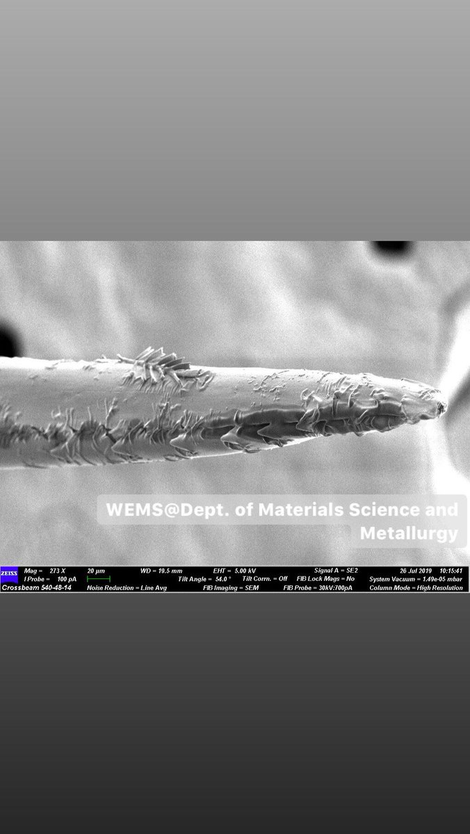 What does a bee sting look like under a scanning electron microscope?

...Buzzing!
