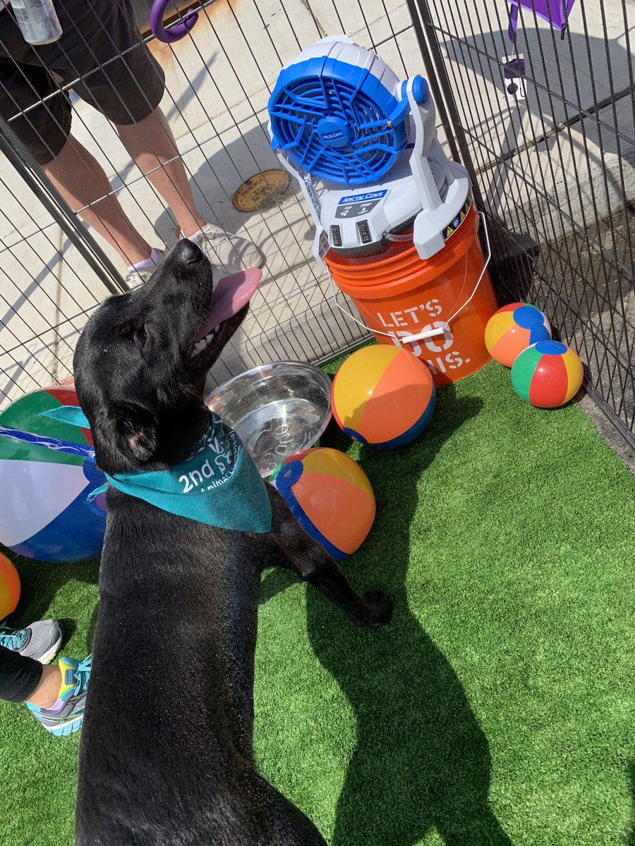 Talk about the dog days of summer...<a href="/2ndStreetVet/">2nd Street Animal Hospital</a> has a cool off station for all four legged friends who are visiting the festival!