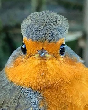 Küçük orman ötleğeni veya küçük orman çalı bülbülü Karayiplerde yer alan Porto Riko adasına özgü ve nadir türde bir kuştur. 1968 yılında keşfedilmiş ve 1972 yılında tanımlanmıştır. Orman ötleğenigiller (Parulidae) familyasının en son tanımlanan türüdür.