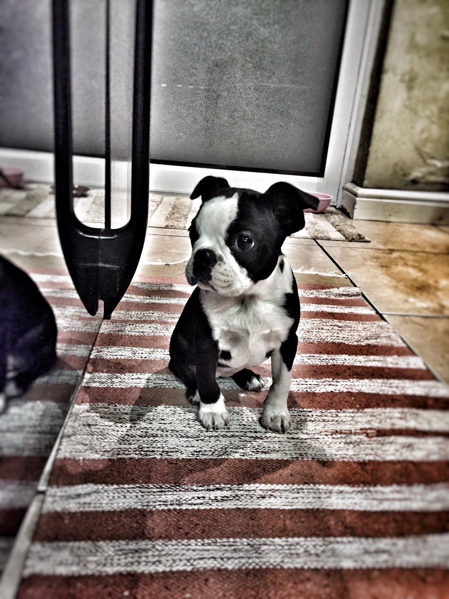 Roving Runner tweet media