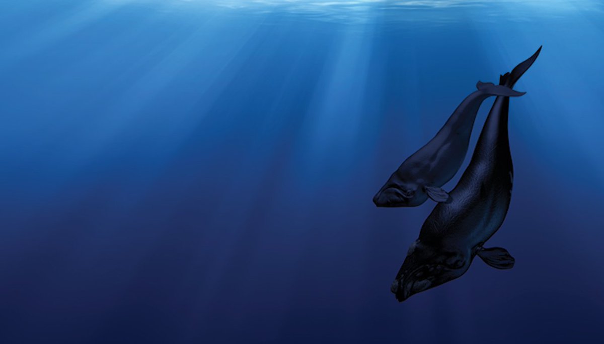 Sea_Dome's tweet photo. Do you like whales? Whale, we might have something for you! We have a great short film on the plight of the North Atlantic right whales that's bound to make you laugh, cry and learn more about these amazing creatures. 

Stay tuned to see when we're open! https://t.co/5oFOu6QFx3