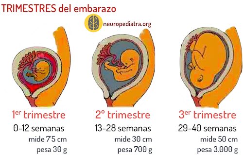 Alimentos embarazo segundo trimestre