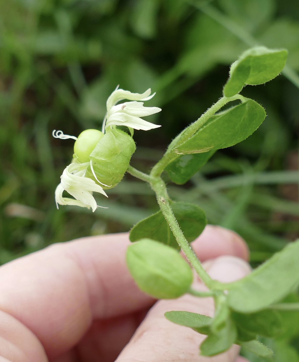 windyhollowscot's tweet photo. Lovely to see this rare #wildflower flowering again this year at WindyHollow ๐the beautiful #berrycatchfly from wild seed from @BrianLaney2 ๐#wildflowerhour #nature @BSBIbotany @wildflower_hour @BiodynamicUK #Perthshire #Scotland https://t.co/D3gW85BYYD