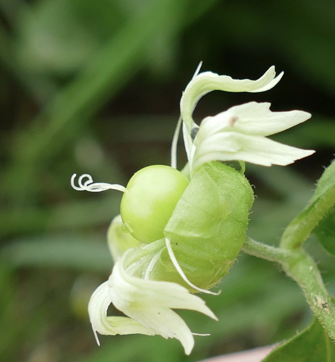 windyhollowscot's tweet photo. Lovely to see this rare #wildflower flowering again this year at WindyHollow ๐the beautiful #berrycatchfly from wild seed from @BrianLaney2 ๐#wildflowerhour #nature @BSBIbotany @wildflower_hour @BiodynamicUK #Perthshire #Scotland https://t.co/D3gW85BYYD