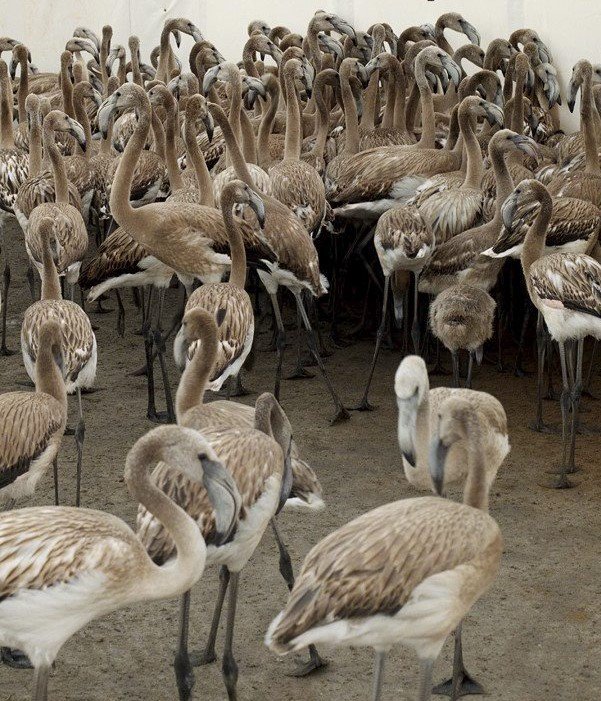 monSOStenible's tweet photo. El Parc Natural del @DeltaEbre assoleix una xifra rècord de reproducció de la colònia de #flamencs
@parcscat @xarxadeparcs 
https://t.co/o2TkgvNwZv https://t.co/fjtOhZCMk0