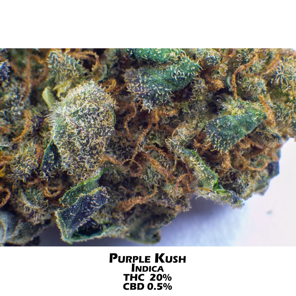 MJBlogCanada's tweet photo. The classic 💜 Purple Kush 💜.
Happy Sunday Funday buds 💨
@MaryjanesOka
@WriteWeed
@CannabisNews
@wheretobuyvapes
#stonerfam #MJBlog #puffpuffpass #maryjane #highlife #SundayFunday #IamCannabis #FF #SundayThoughts #cannabis #cannabiscommunity #weed #marijuana #cannabisculture https://t.co/w8Uh0E1uZh