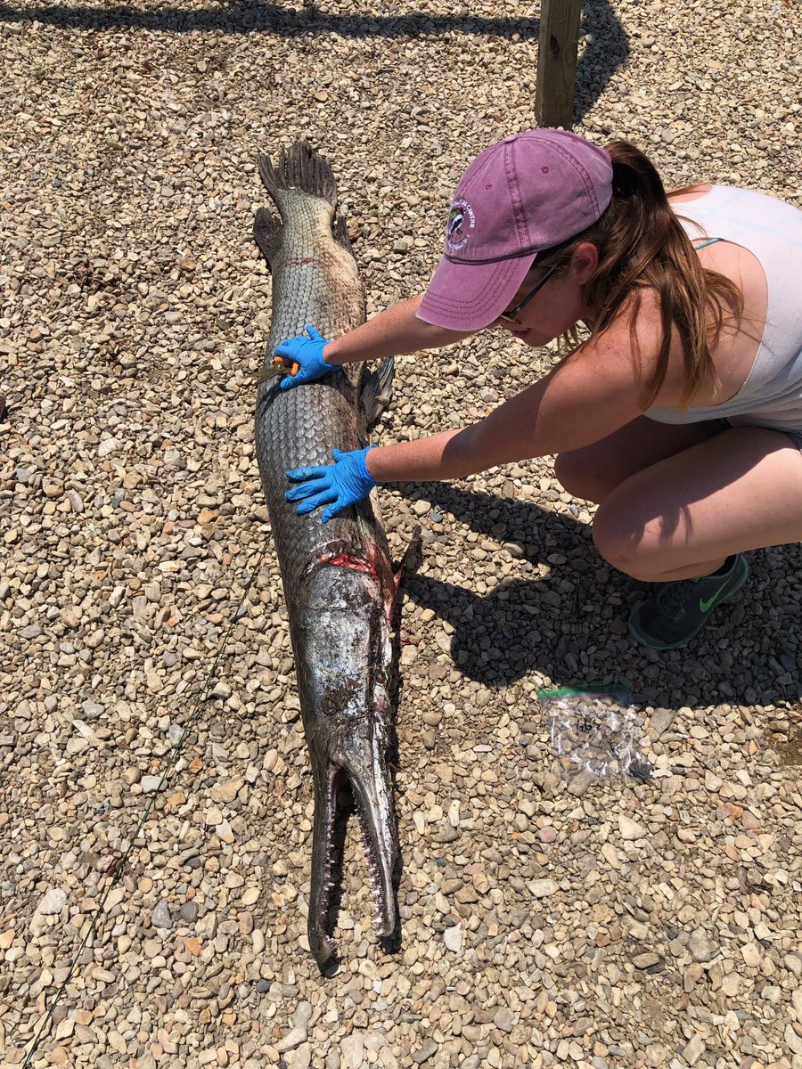 Atfredri's tweet image. Attended the Madisonville Gar Rodeo. The participants were kind enough to let me take fin and muscle clips from their catches to use for stable isotope analysis. These samples will be used to create a non-lethal sampling mode for future studies! They won’t die in vain!