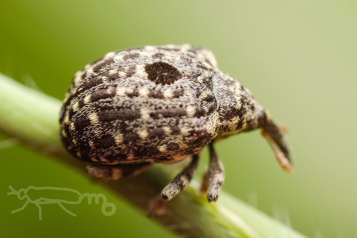 手足に白銀の美毛を持つポップ柄の大型クモゾウムシ 手足に白銀の美毛