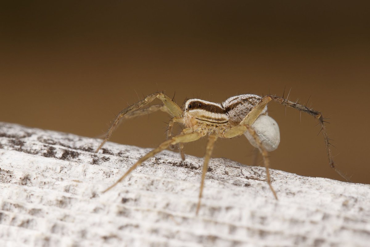 Ibycter's tweet photo. What great luck to find a mama #Pardosa #distincta this morning at Island View Beach! #SpiderSunday https://t.co/1rFpbmAzwv