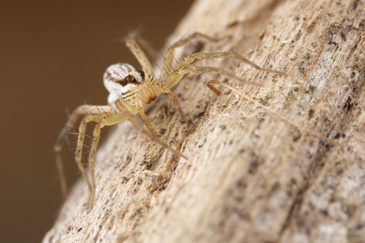Ibycter's tweet photo. What great luck to find a mama #Pardosa #distincta this morning at Island View Beach! #SpiderSunday https://t.co/1rFpbmAzwv