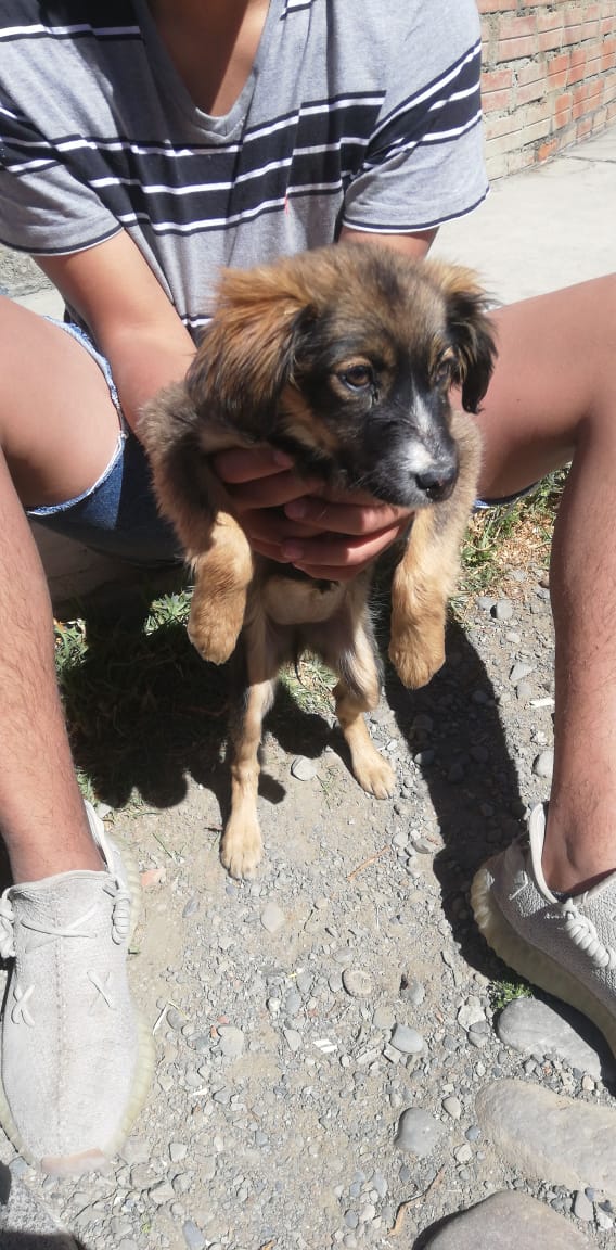 Aplabolivia's tweet photo. Se necesita hogar temporal para está cachorrita. LA PAZ https://t.co/nlfKXzXd7i