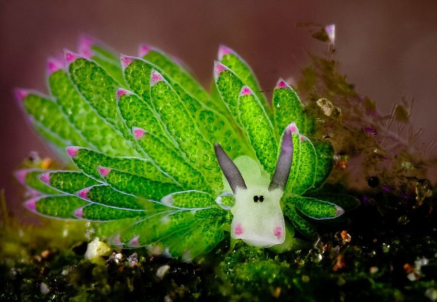 Costasiella kuroshimae. La oveja de mar EBJawvOWwAcFTZc