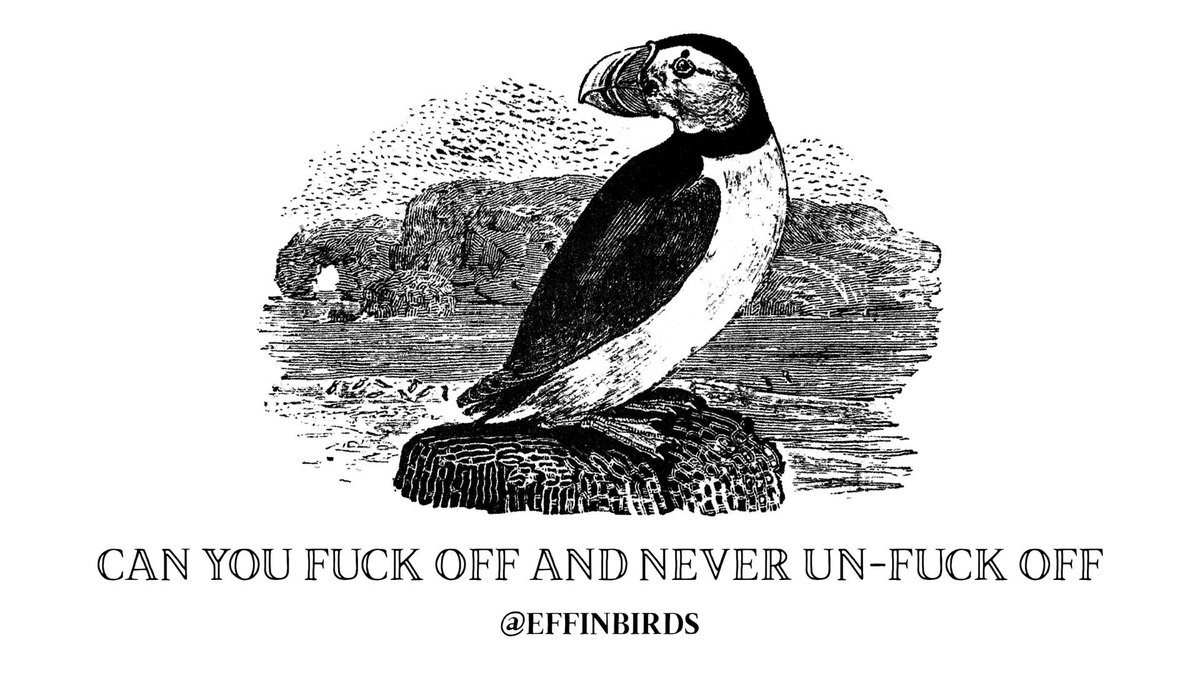 EffinBirds's tweet photo. https://t.co/gWuMjvII8P