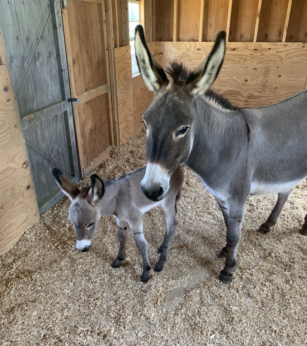 Baby Donkey
