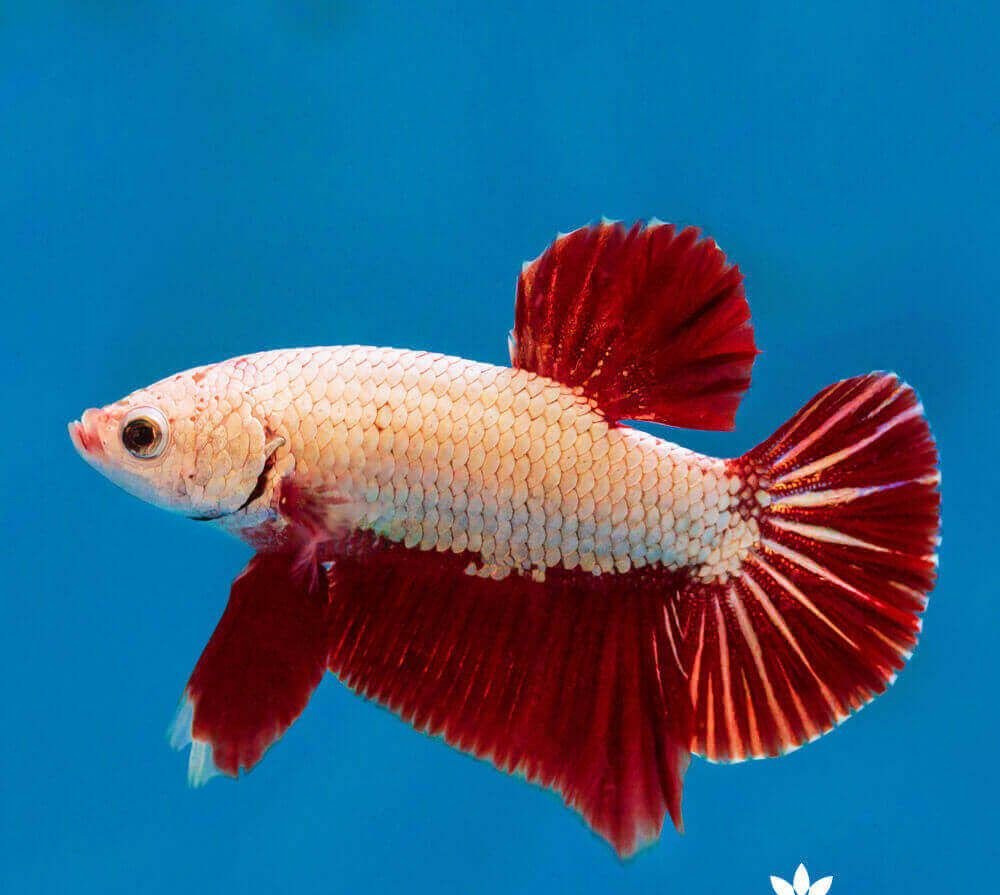 aquarium_museum's tweet photo. Fighter fish for sale, Betta Fish
#Arowanafish #Stingrayfish #Fighterfish https://t.co/1QsQZzOGBP