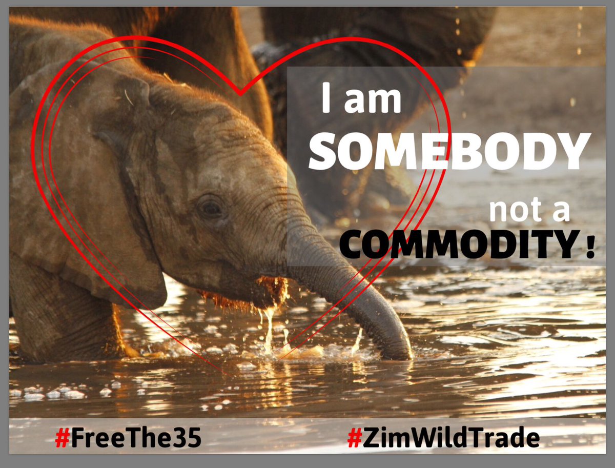 ⚡️⚡️⚡️TWEETSTORM SHEETS⚡️⚡️⚡️

Promo Sheet
sites.google.com/site/zimwildtr…

Main Sheet
sites.google.com/site/zimwildtr…

We have updated both sheets. 

Thank you so much for all your continued support 🐘🐘🙏🏾🙏🏾
#ZimWildTrade #ZimbabweElephants