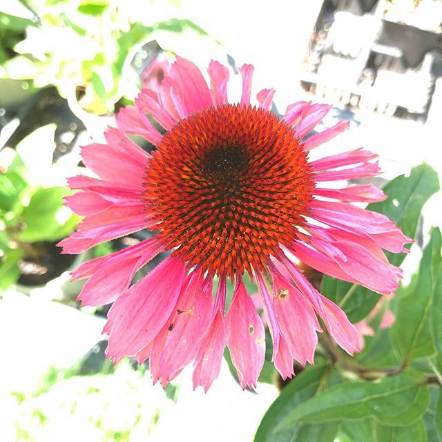 Echinacea ift.tt/2ZyzcKW